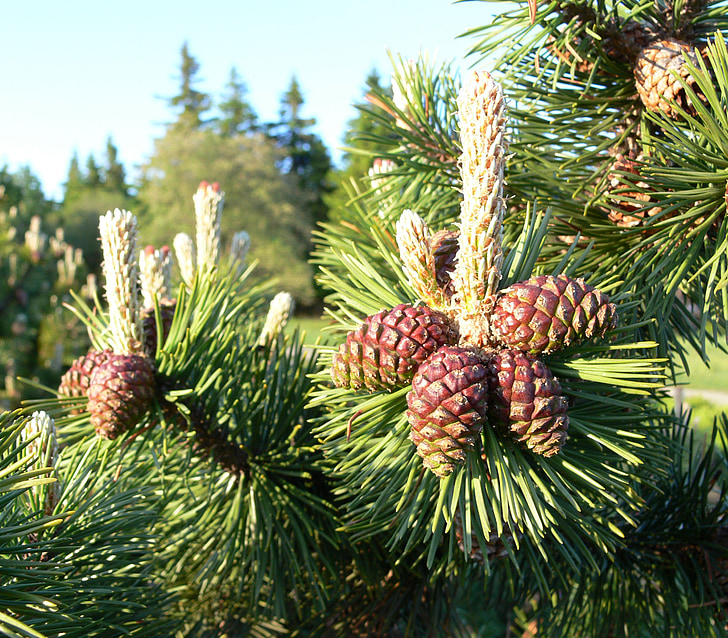 pine cones, needle, seeds, forest, nature, summer, branches
