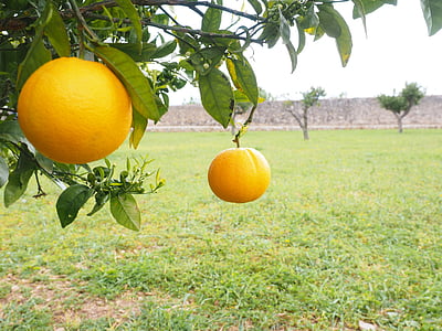 помаранчевий, фрукти, помаранчевий дерево, Цитрусові фрукти, дерево, Барвінок, цитрусові