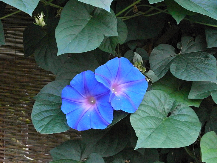 Morning glory, blaue Blumen, Sommerblumen, Sommer in japan