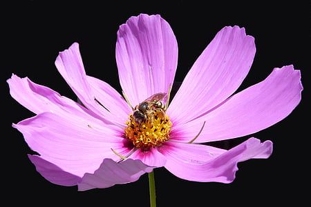 flower, macro, nature, cosmos pink, summer, garden, insect