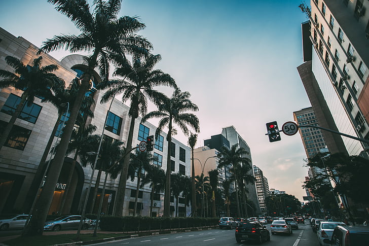 Brasil, bâtiments, voitures, ville, palmiers, panneau de signalisation, rue