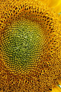 floarea-soarelui, macro, Seminte, galben