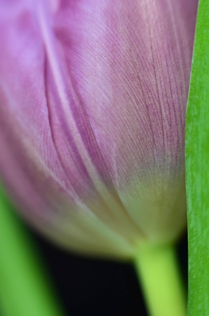 Tulipa, flor, flor, flor, macro, -de-rosa, floral