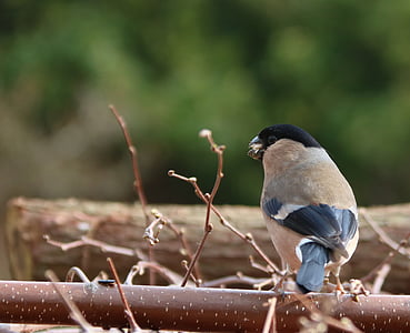 Dom-fafe, fêmea, pássaros de jardim, Reino Unido, adulto, pássaro, fullmouth