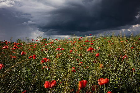Poppy, pilve, torm, loodus, punane, sinine, taevas