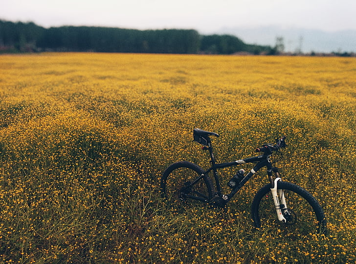 blakc, hardtail, bike, yellow, flower, field, daytme