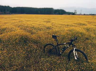 blakc, Велосипеди, велосипед, жовтий, квітка, поле, daytme