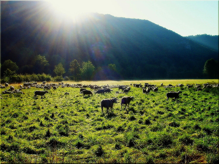 mountains, sheep, meadow, sun, summer, back light