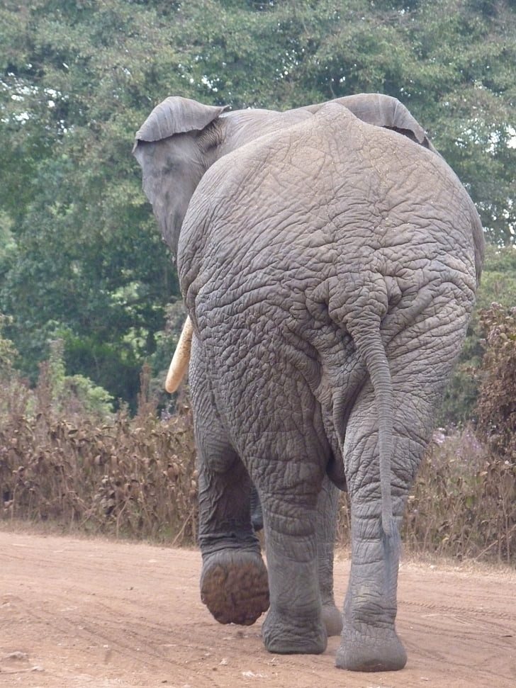 Afrikinis dramblys, dramblys, Afrika, užpakalis, Safari, didelis