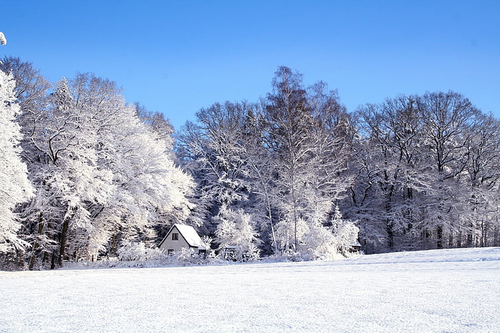 bela, lesene, hiša, pozimi, krajine, sneg, hladno