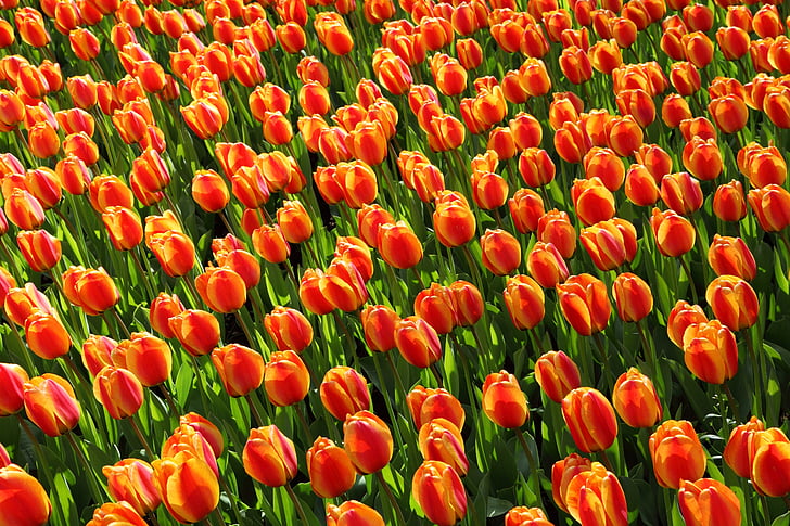 postel, červená, tulipány, pozadí, květ, květiny, oranžová