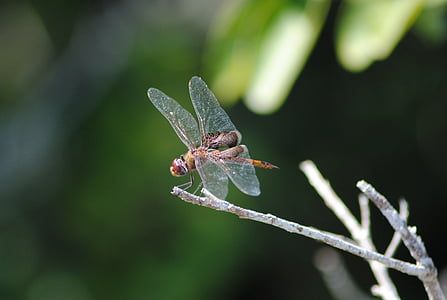 Dragonfly, letenje, insektov, čudovito, tropskih, narave, živali