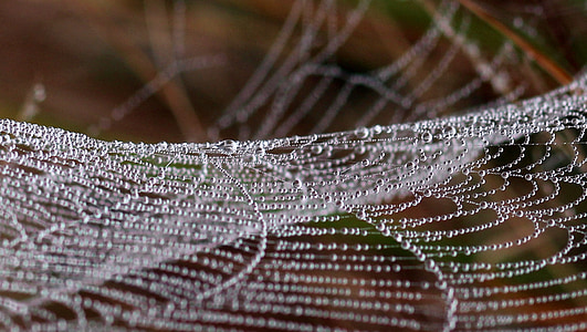 örümcek ağı, damla, çiy, yer, doğa