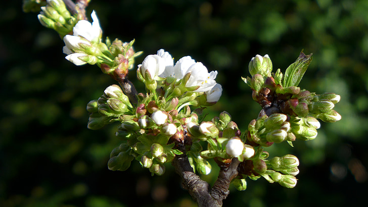 Príroda, jar, čerešňový kvet, Cherry blossom pobočky, kvety, kvet, rastlín