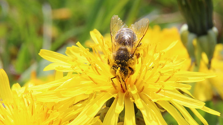 abeja, flor, floración, polen, polinización, macro, APIs de
