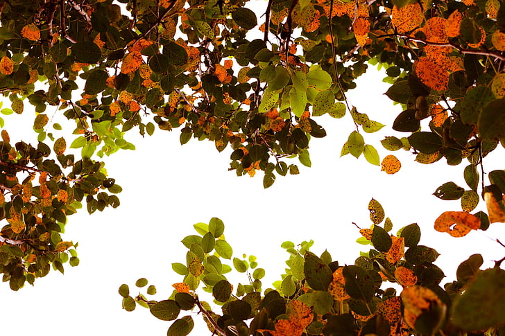 autumn leaf, autumn tree, tree, leaf, nature, outdoors, agriculture