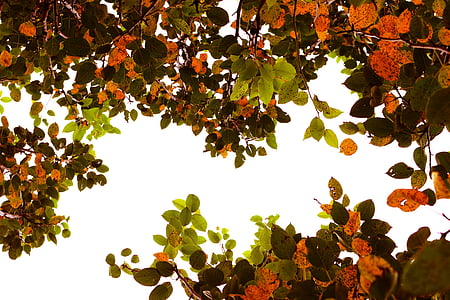Herfstblad, herfst boom, boom, blad, natuur, buitenshuis, landbouw
