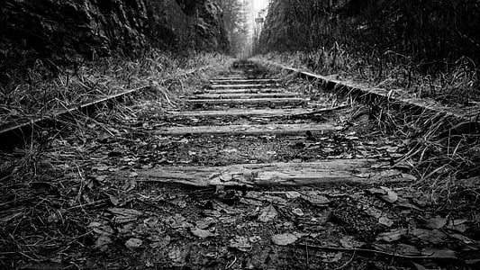 rail, trail, train, grass, black and white, wood, forest