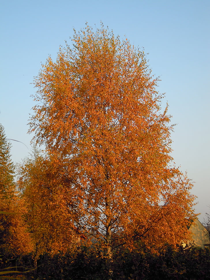rudens, koks, dzeltens lapām, debesis, bērzs, novembris