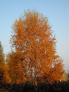 jeseni, drevo, rumeni listi, nebo, breza, novembra