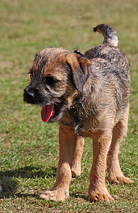 border terrier, terrier, puppy, pup, dog, cute, adorable