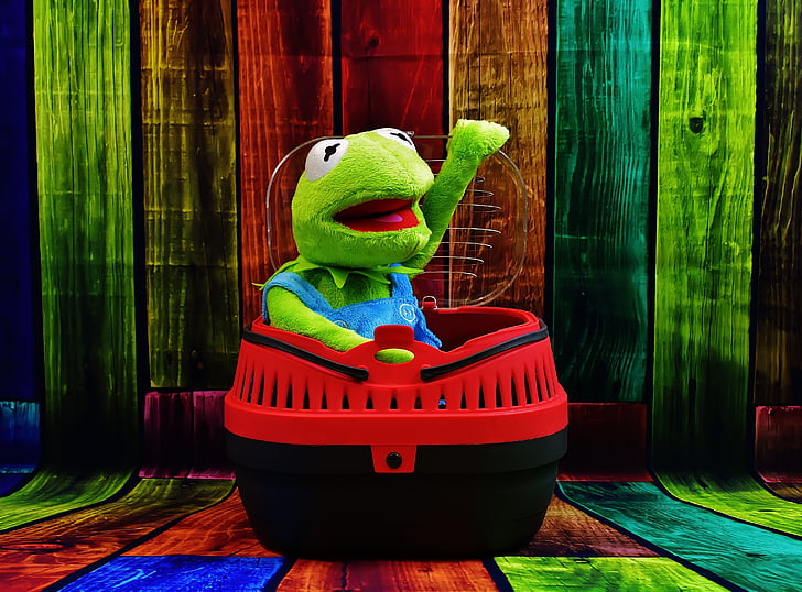 Kermit, animal de estimação, caixa de transporte, engraçado, sapo, cor verde, diversão