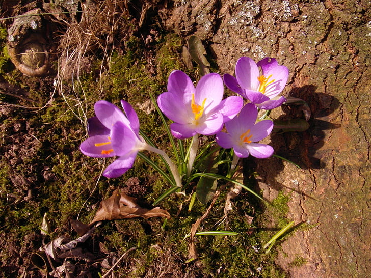 crocus, march, flowers, spring, purple, tender, sunny
