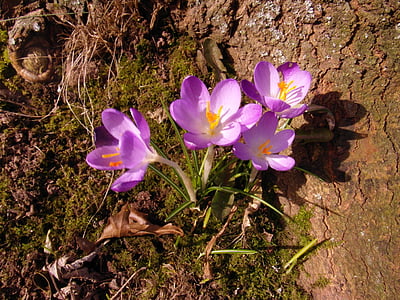 Crocus, martie, flori, primavara, violet, licitaţie, însorit