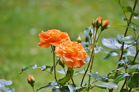 розы, Цветы, Бутон, оранжевый, Роза Блум, цветок, Сад