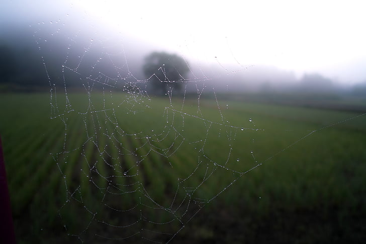 spindelnät, Regndroppar, spider's web, spooky, spindelnät, naturen, spindel
