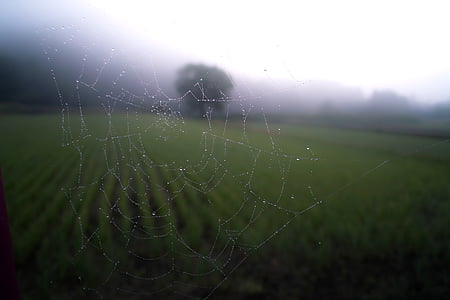 cobweb, giọt mưa, nhện, ma quái, Spider web, Thiên nhiên, nhện