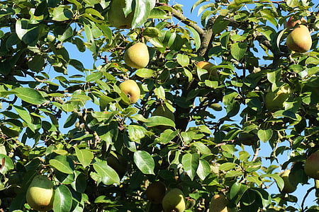 pear, tree, fruits, nature, fruit, pear tree, fruit tree