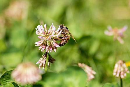 꿀벌, 봄, 곤충, 꿀, 꽃가루, 꽃, 자연