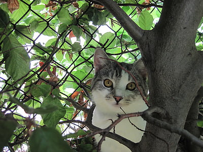 katten, nysgjerrig, Adidas, oppmerksomhet, innenlands cat, utendørs, skjult