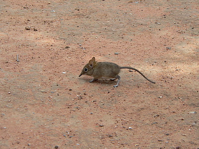 miš, slon miš, Afrika, pijesak
