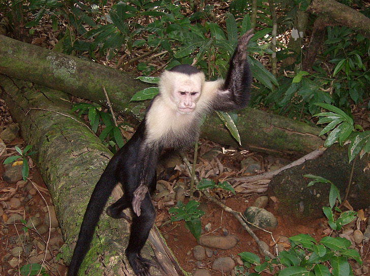 Costa Rica, djungel, Monkey, vilda djur, djur, varelse, naturen