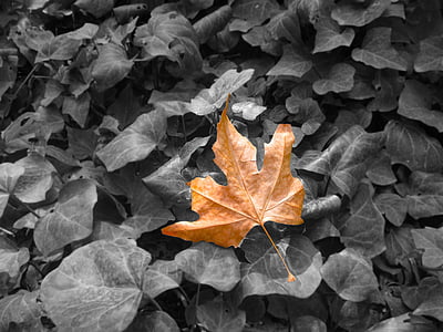 rudens, Leaf, kritums, daba, sezonas, rudens lapas, augu
