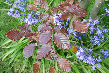 bluebells, Bluebell, puķe, ziedi, sarkanā ozola lapas, puķu dārzs, dārza