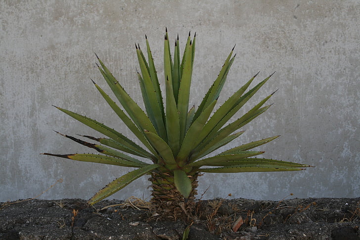 stromboli, plant, wall