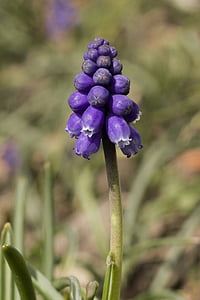 穆斯卡里, 开花, 绽放, 花, traubenförmige 花序, 自然, 紫色