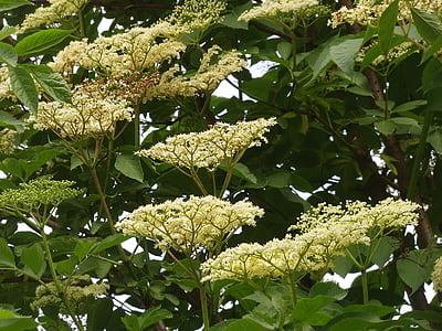 starší, divoká rostlina, Holler, černého bezu, Držitel bush, Sambucus nigra, lék