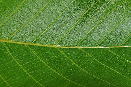 leaf, walnut, foliage, vegetation, closeup, nature, green