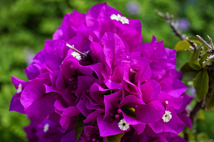 garden, nature, flower, color, purple