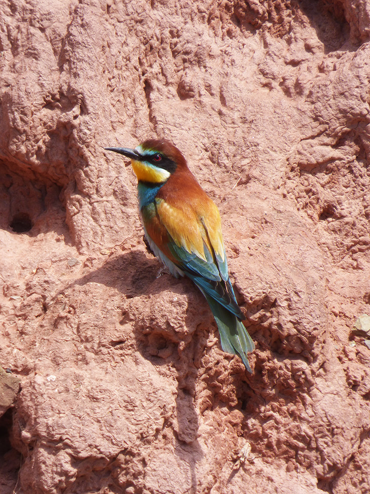 bee-eater, pájaro, colores, pared de barro, abellerol, Merops apiaster