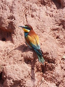 Abelharuco-de-, pássaro, cores, parede de lama, abellerol, Merops apiaster
