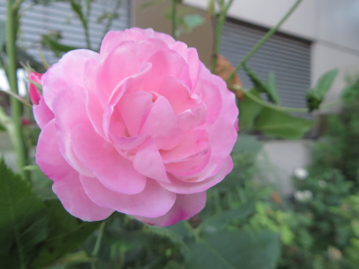 fiore, natura, rosa, fiore rosa, giardino, primavera, pianta