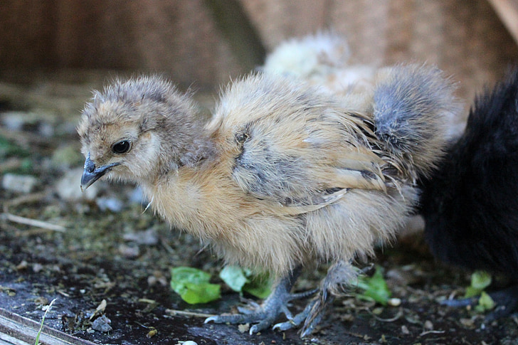 pollo, agricultura, pelusa, Chicas