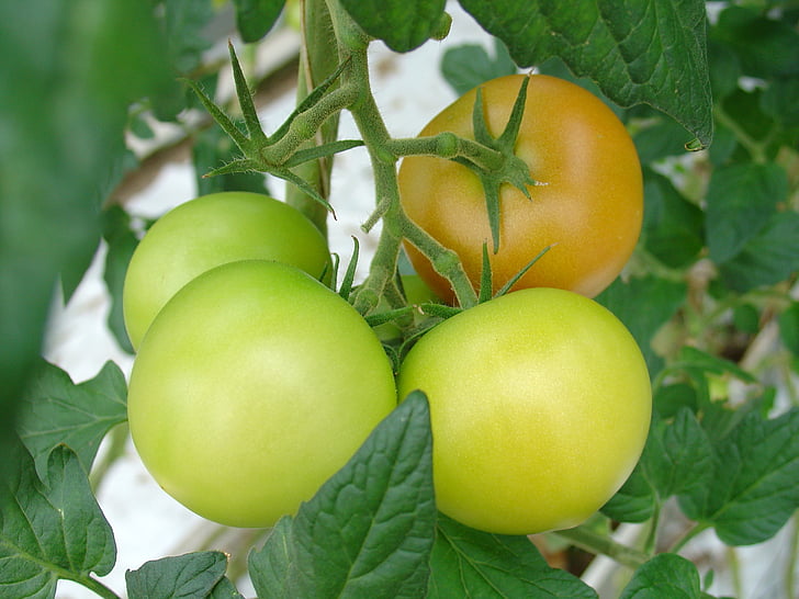 Tomaten, Finnland, Gemüse, Grün, gelb, Essen, Snack