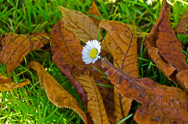 цветок, листья, лист, Осень, сезон, Справочная информация, холст