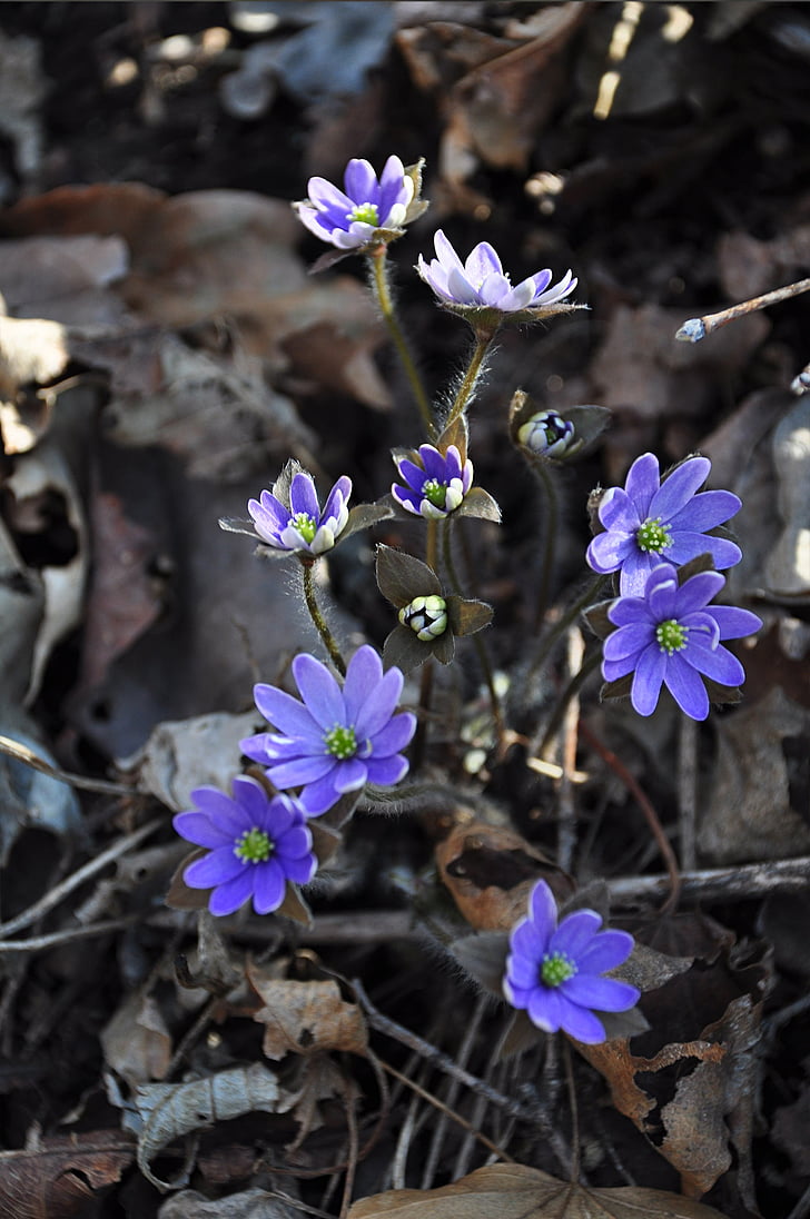blomster, wildflower, lilla, wildflower close-ups, blå øre fistel